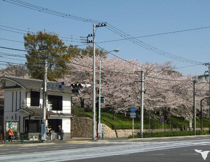 桜の名所！