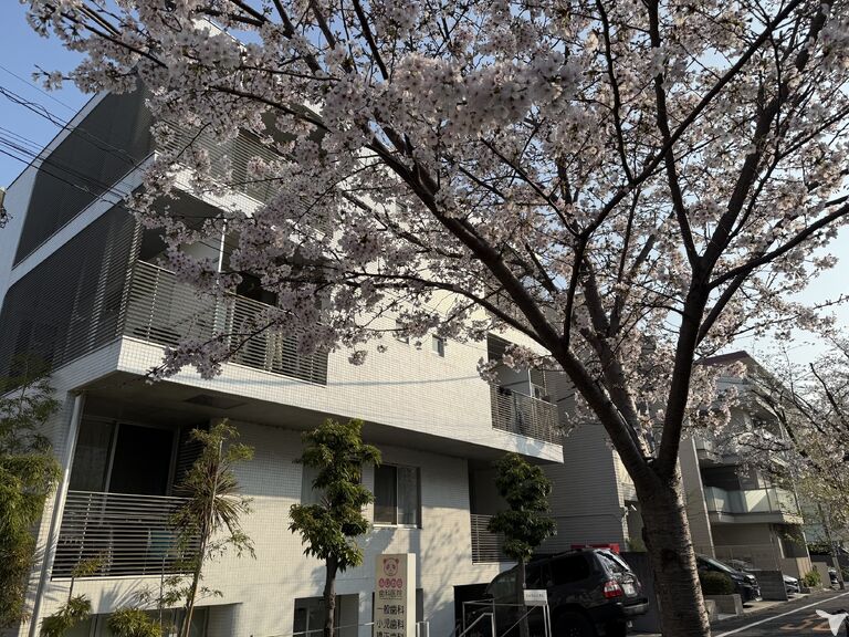 医院の前の桜