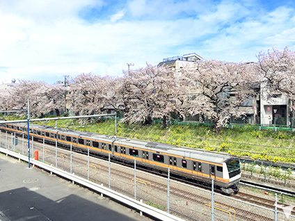 窓辺の桜が綺麗です！