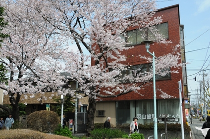 全　景