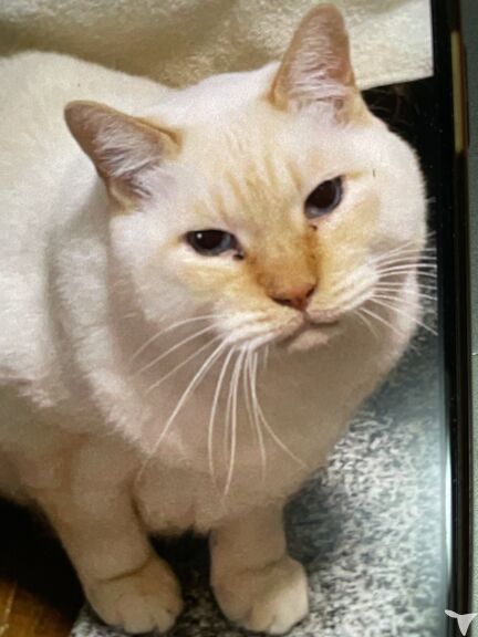 うちの猫です。