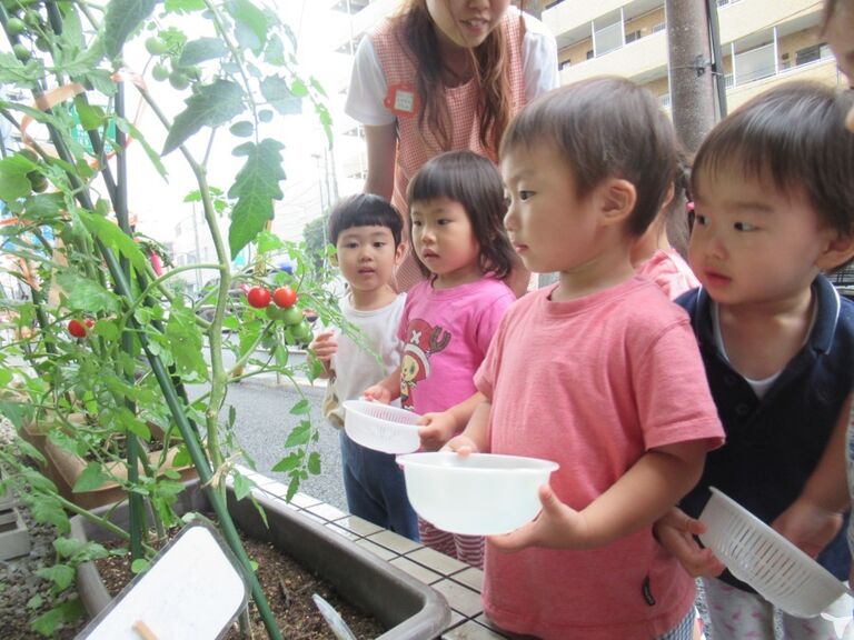 食育で栽培した野菜を収穫