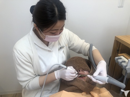 歯科衛生士が主役！