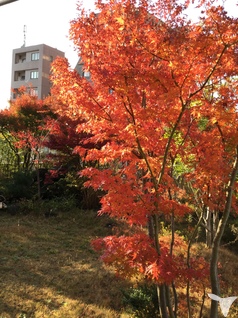 紅葉