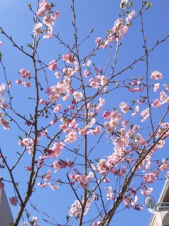 庭の桜