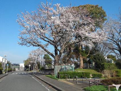 自然豊かな環境
