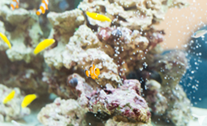 熱帯魚に癒されて