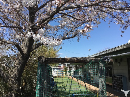 桜と日の光を浴びた園舎