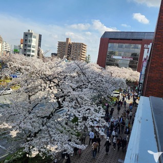 受付からの桜の眺め