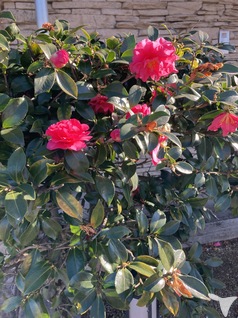 クリニックの前の椿の花