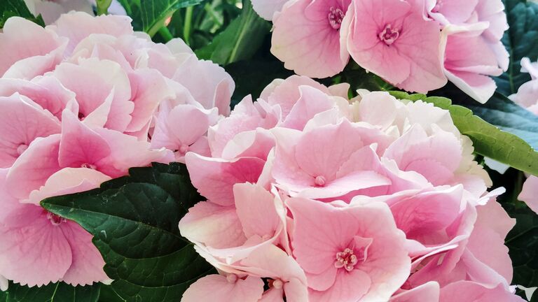 季節のお花