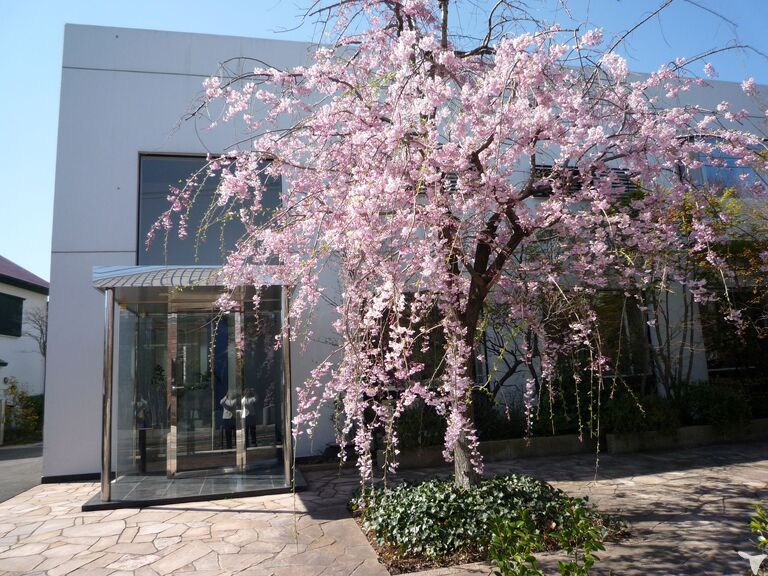 当院のシンボル「しだれ桜