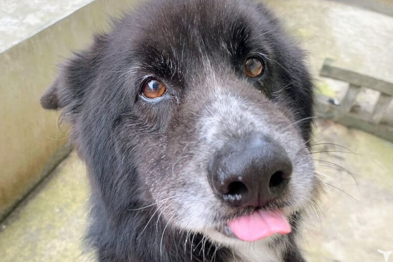 看板犬！コテツ▼・×・▼