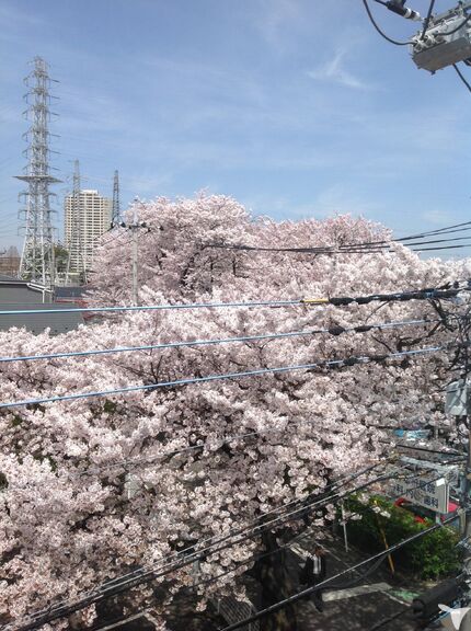 桜！桜！桜！